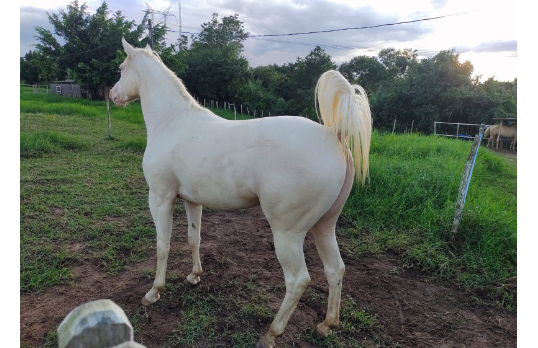 PRINCESA STEEL DAVES
